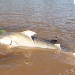 peixedorioaraaguaia